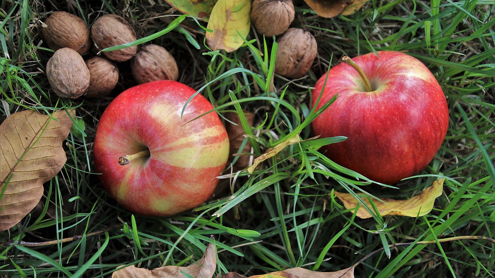 Auf einer herbstlichen Wiese liegen Laub, Äpfel und Walnüsse.