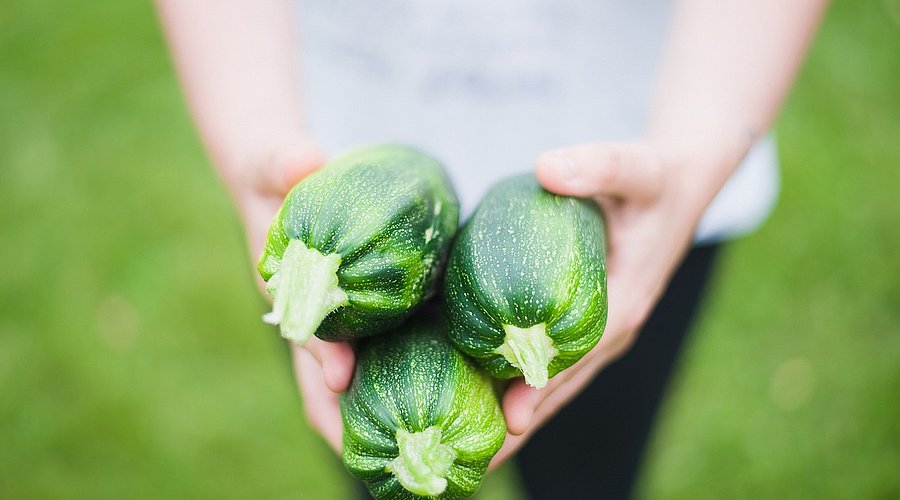 Kind hält drei große Zucchini in der Hand. 