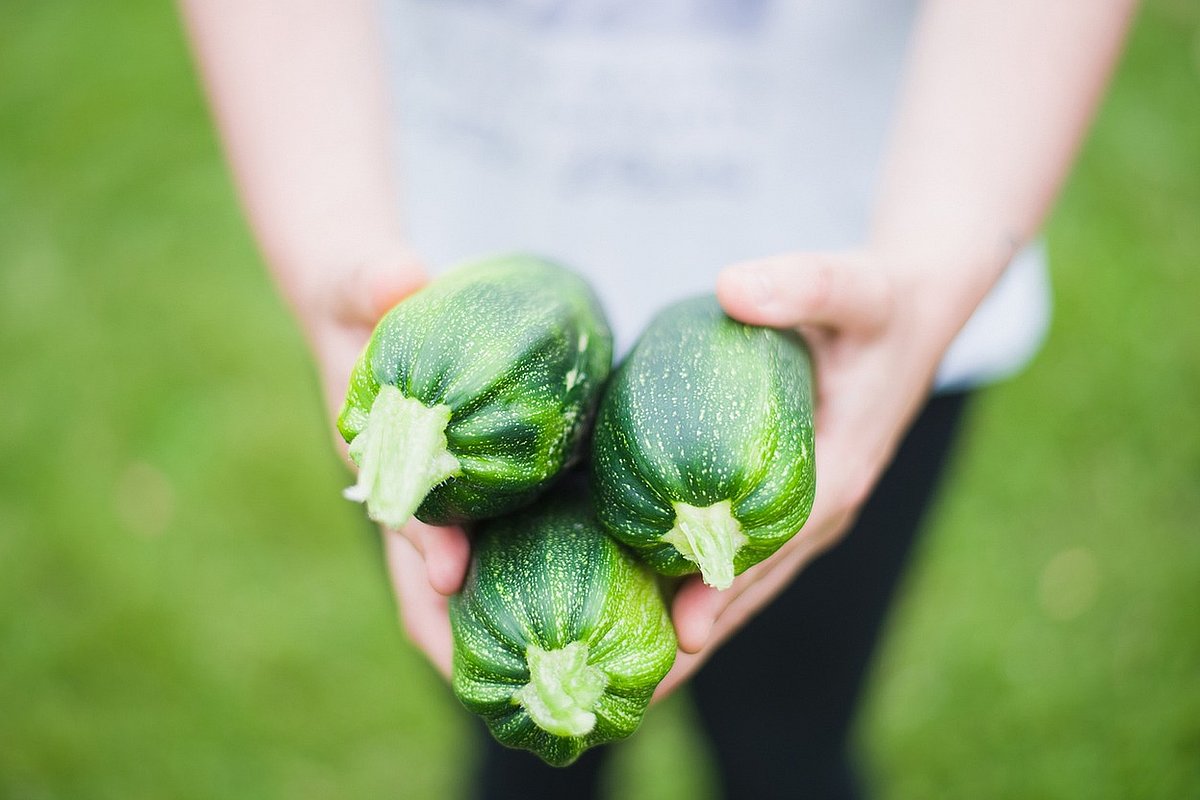 Kind hält drei große Zucchini in der Hand. 