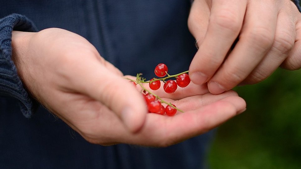 Ein Mensch hält Johannisbeeren in der Hand. 