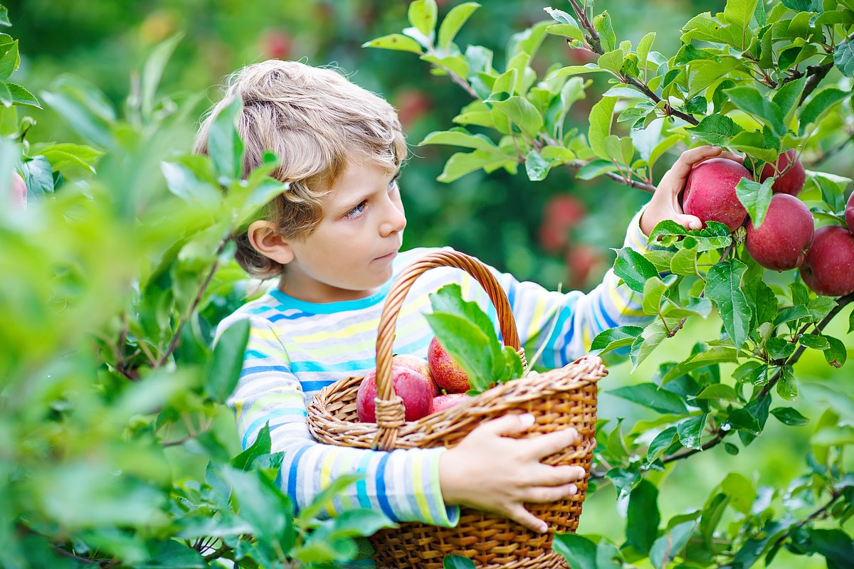 Junge pflückt Äpfel an einem Baum und hält einen Korb in der Hand.