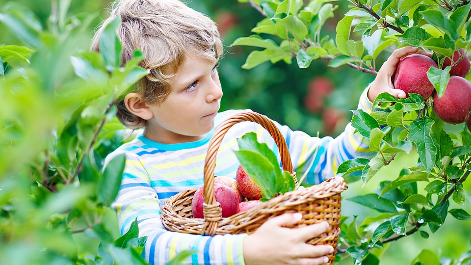 Junge pflückt Äpfel an einem Baum und hält einen Korb in der Hand.