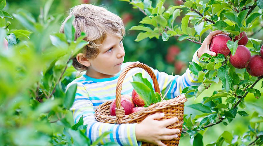 Junge pflückt Äpfel an einem Baum und hält einen Korb in der Hand.